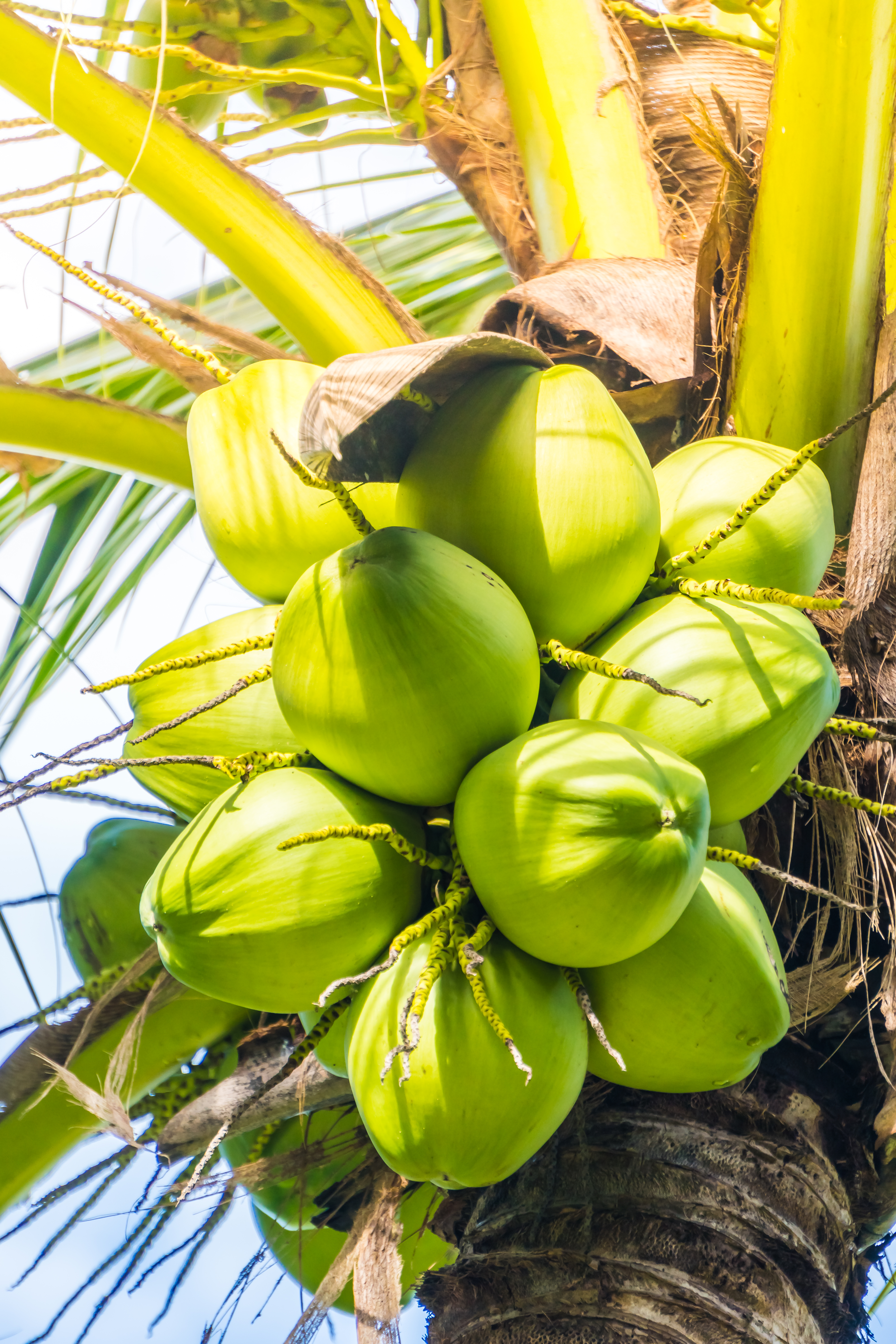 Coconut farm landscape