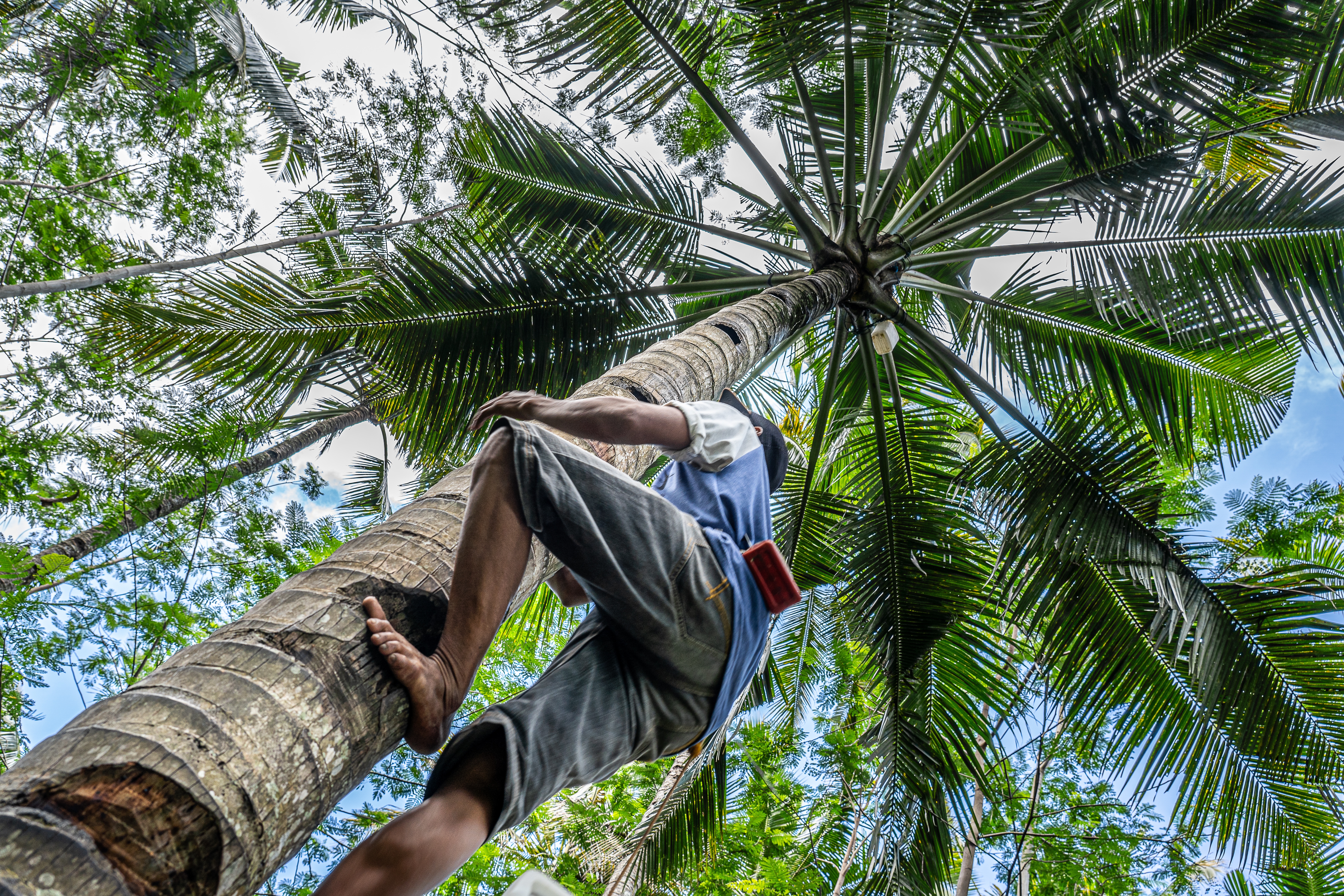Coconut harvesting